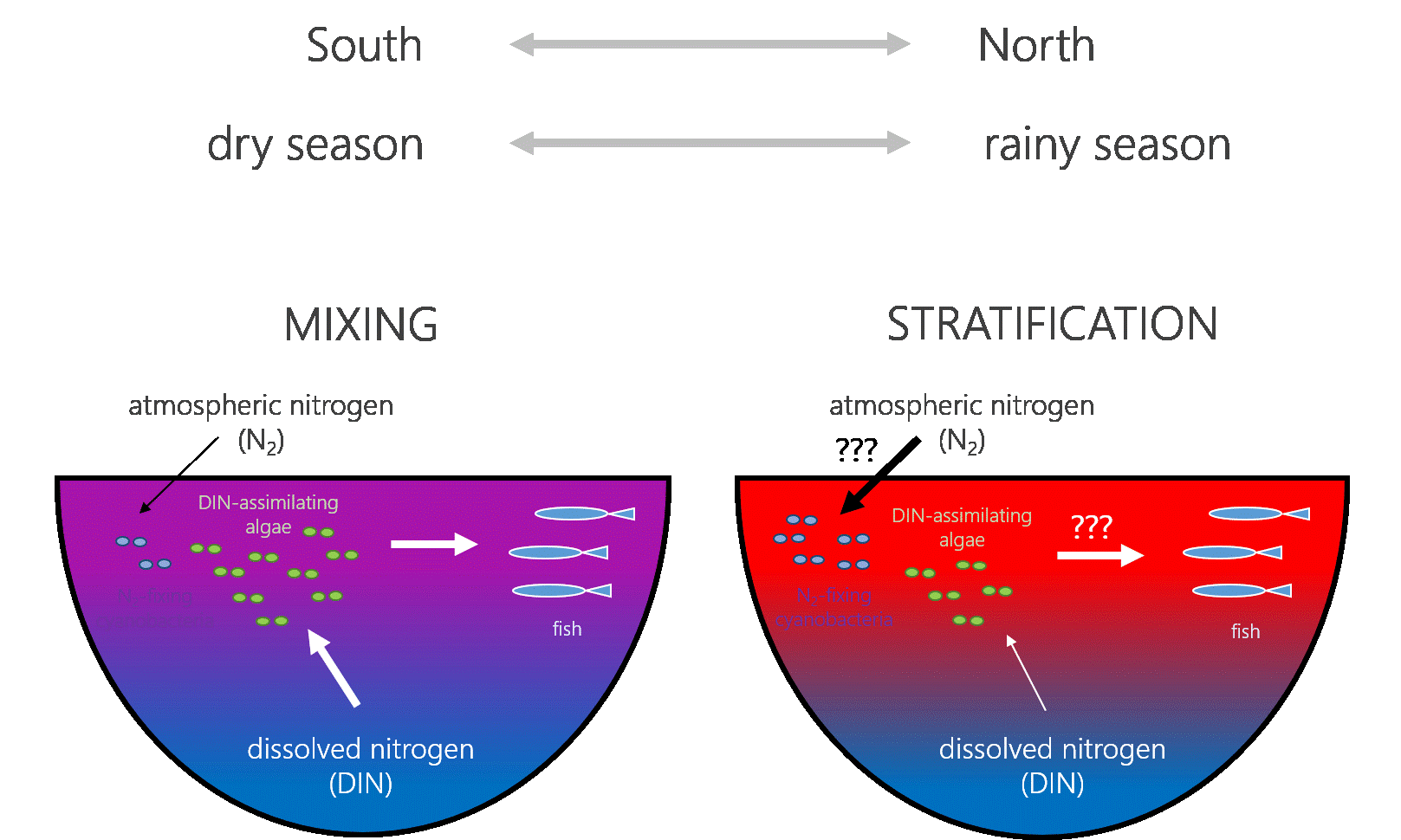 Fig. 1: The fish production of the nitrogen limited Lake Tanganyika is high under mixed conditions, because dissolved inorganic nitrogen (DIN) from deep layers is effectively transported to the surface waters, facilitating the growth of nutritious algae (left). In contrast, strong stratification slows down the vertical DIN transport, conditions under which nitrogen-fixing cyanobacteria may thrive. However, it is unknown whether biological nitrogen fixation may compensate for the reduced DIN transport into the surface zone and maintain an equally productive algal and bacterial community as base of the food web.